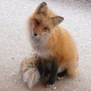 Meet your Posher, Montilee